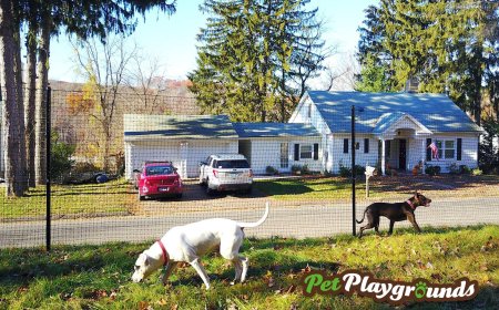 Which Dog Fence Works Best Without Electricity? A Case Study on Non Electric Dog Fence Systems and DIY Dog Fence Kits