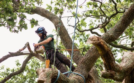 Comprehensive Tree Cutting Services & Stump Grinding: Enhancing Landscape Safety and Beauty