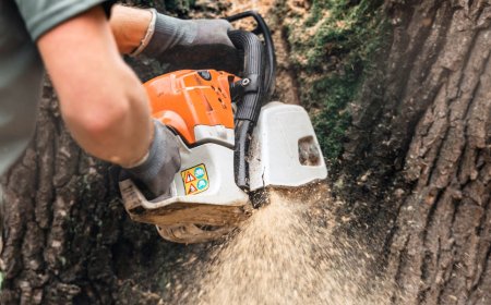 Why Professional Tree Services Are Essential for Safe and Healthy Landscapes