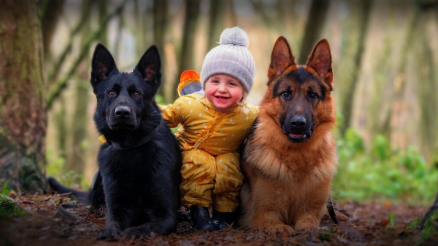 The Ultimate Guide to Protection Dog Sale: Find Trained Personal Protection Dogs and Belgian Malinois Protection Dogs for Sale