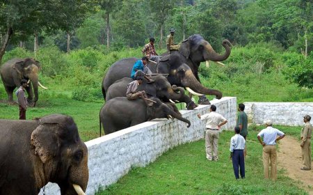 Explore the Best of Nature with Coorg Tour Packages