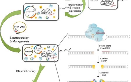 Advanced Microbial Genome Editing Services to Accelerate Bio-research