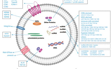 Purified Exosomes for Drug Delivery and Therapeutic Research