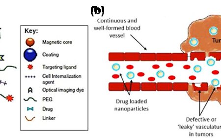 Advanced Bio-Targeted Small Molecules Conjugated Magnetic Nanoparticles for Targeted Cancer Therapy