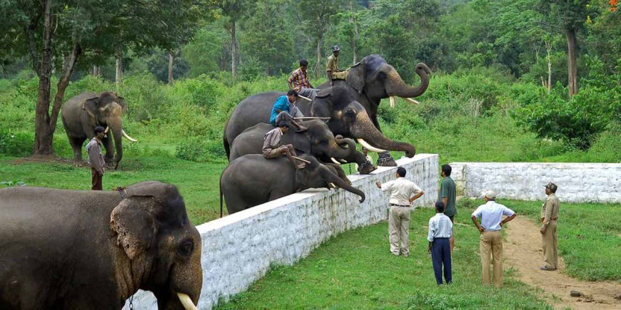 Explore the Best of Nature with Coorg Tour Packages